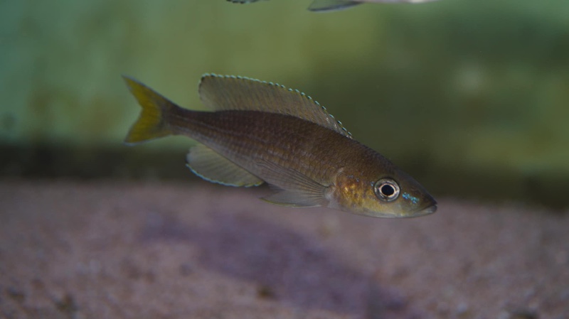 Paracyprichromis sp. 'brieni two-stripe' Izinga